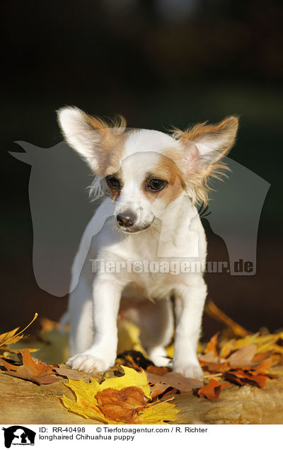 longhaired Chihuahua puppy / RR-40498