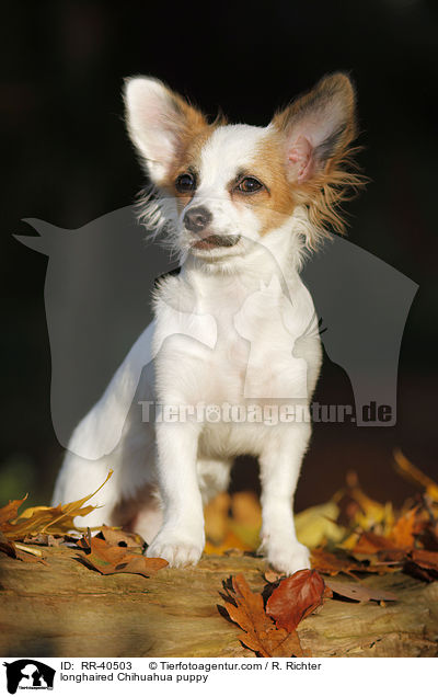 longhaired Chihuahua puppy / RR-40503