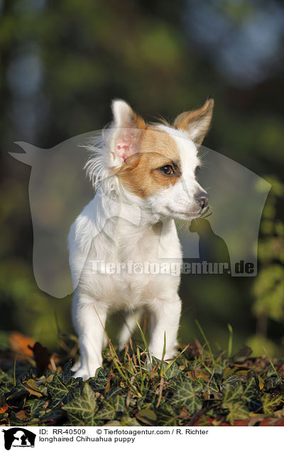 longhaired Chihuahua puppy / RR-40509
