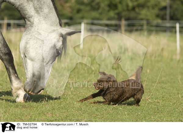 Hund und Pferd / dog and horse / TM-02794