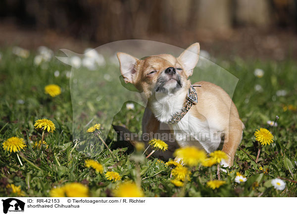 shorthaired Chihuahua / RR-42153