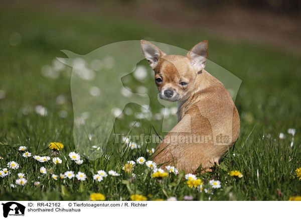shorthaired Chihuahua / RR-42162