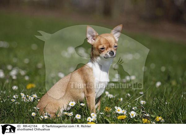 shorthaired Chihuahua / RR-42164