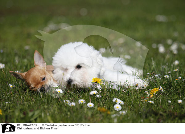 Chihuahua und Bichon Frise / Chihuahua and Bichon Frise / RR-42169