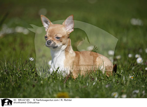 shorthaired Chihuahua / RR-42185