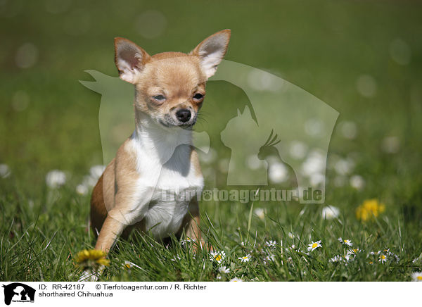 shorthaired Chihuahua / RR-42187