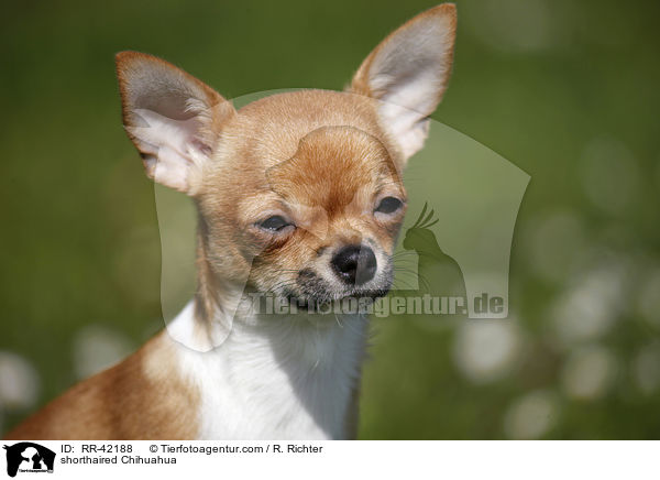 shorthaired Chihuahua / RR-42188