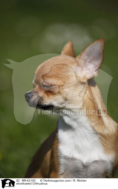 shorthaired Chihuahua / RR-42193