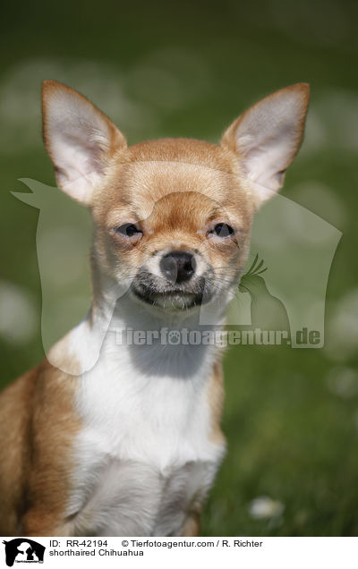 shorthaired Chihuahua / RR-42194
