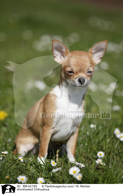 shorthaired Chihuahua / RR-42195