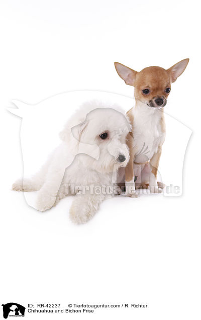 Chihuahua und Bichon Frise / Chihuahua and Bichon Frise / RR-42237