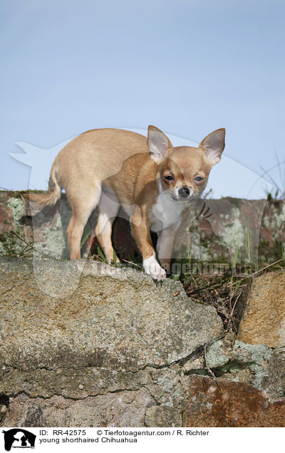 junger Kurzhaarchihuahua / young shorthaired Chihuahua / RR-42575