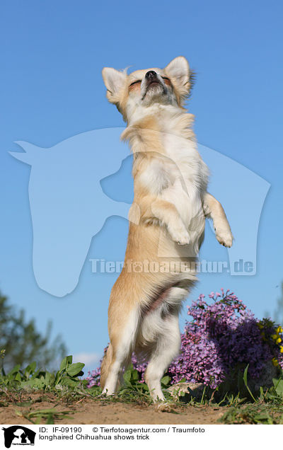 Langhaarchihuahua macht Mnnchen / longhaired Chihuahua shows trick / IF-09190