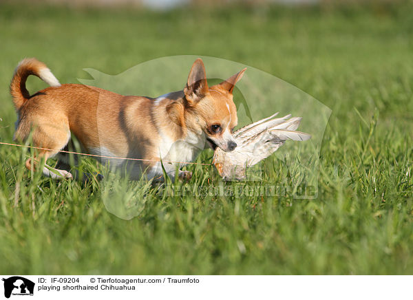 spielender Kurzhaarchihuahua / playing shorthaired Chihuahua / IF-09204