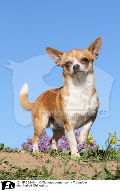 shorthaired Chihuahua / IF-09240