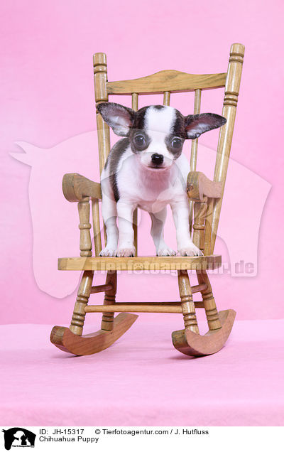 Chihuahua Welpe / Chihuahua Puppy / JH-15317