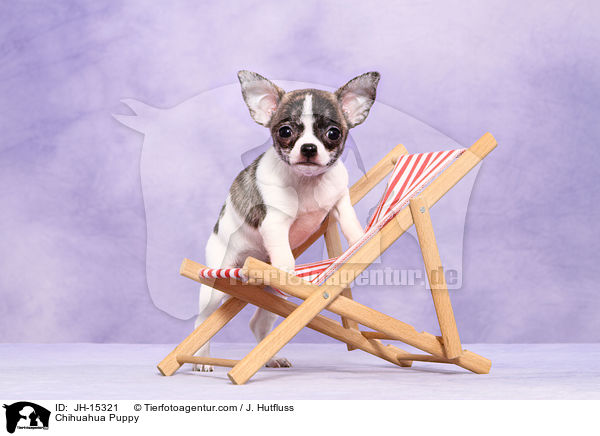 Chihuahua Welpe / Chihuahua Puppy / JH-15321