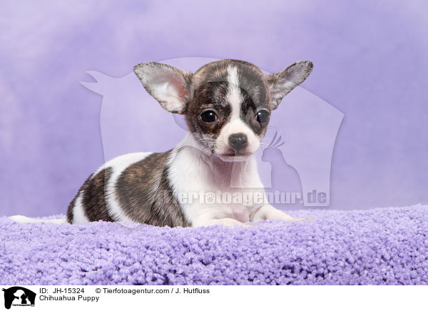 Chihuahua Welpe / Chihuahua Puppy / JH-15324