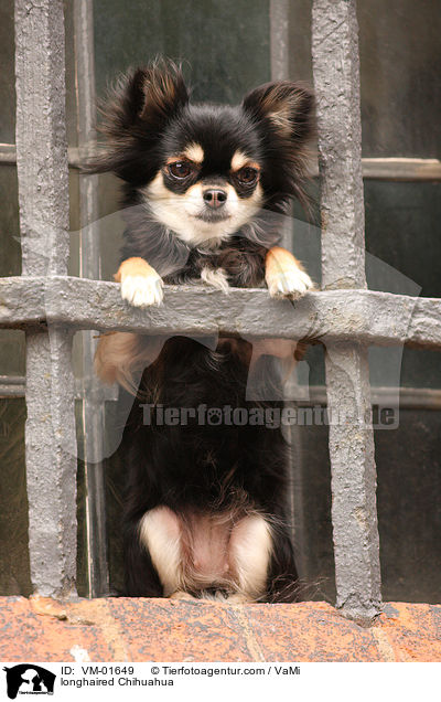 Langhaarchihuahua / longhaired Chihuahua / VM-01649