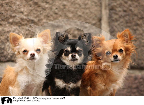 Langhaarchihuahuas / longhaired Chihuahuas / VM-01654