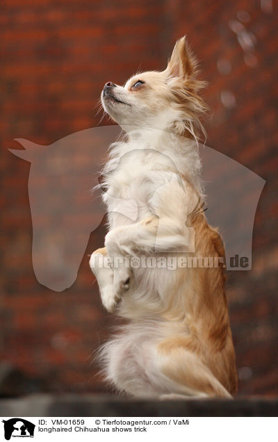 Langhaarchihuahua macht Mnnchen / longhaired Chihuahua shows trick / VM-01659