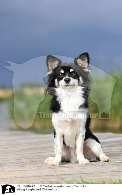 sitzender Langhaarchihuahua / sitting longhaired Chihuahua / IF-09477