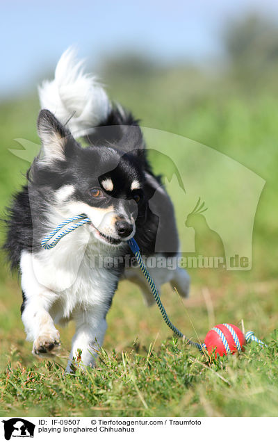 playing longhaired Chihuahua / IF-09507