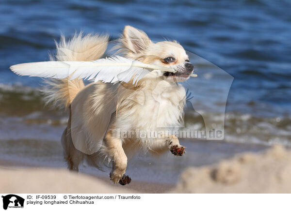 playing longhaired Chihuahua / IF-09539