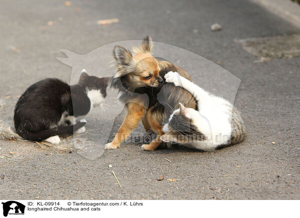 Langhaarchihuahua und Katzen / longhaired Chihuahua and cats / KL-09914