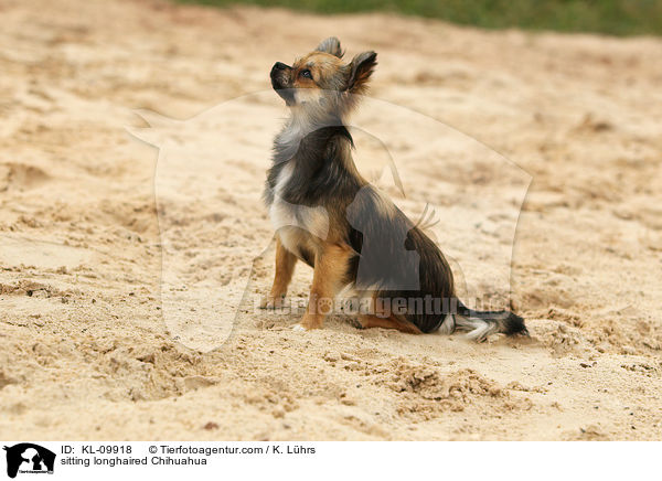 sitting longhaired Chihuahua / KL-09918