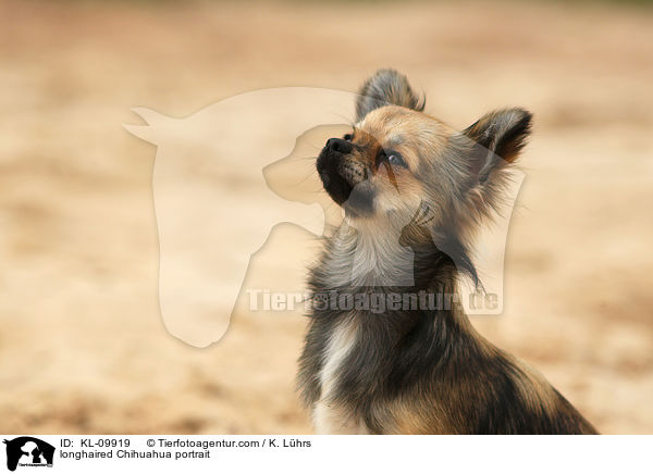 longhaired Chihuahua portrait / KL-09919