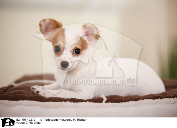 junger Chihuahua / young Chihuahua / RR-49273