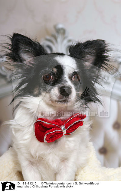 Langhaarchihuahua Portrait mit Fliege / longhaired Chihuahua Portrait with dicky / SS-31215