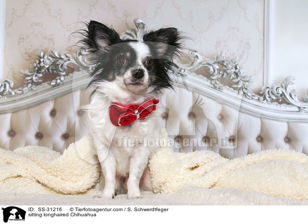 sitzender Langhaarchihuahua mit Fliege / sitting longhaired Chihuahua / SS-31216