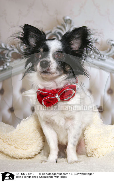 sitzender Langhaarchihuahua mit Fliege / sitting longhaired Chihuahua with dicky / SS-31218