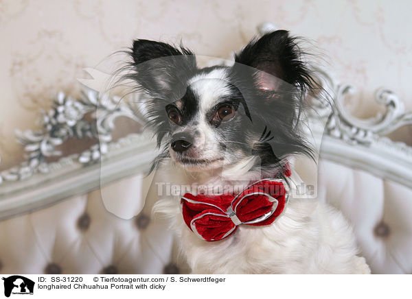 Langhaarchihuahua Portrait mit Fliege / longhaired Chihuahua Portrait with dicky / SS-31220