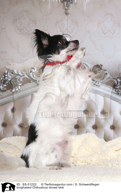 Langhaarchihuahua macht Mnnchen / longhaired Chihuahua shows trick / SS-31222