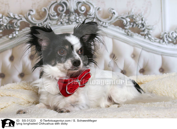 liegender Langhaarchihuahua mit Fliege / lying longhaired Chihuahua with dicky / SS-31223