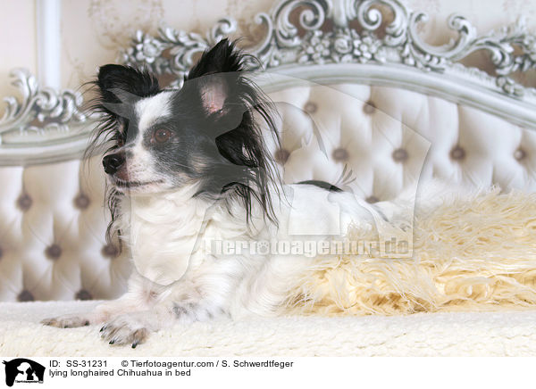 liegender Langhaarchihuahua im Bett / lying longhaired Chihuahua in bed / SS-31231