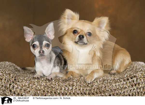 2 Chihuahuas / 2 Chihuahuas / NN-03637