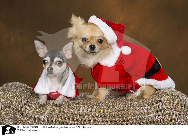 2 Chihuahuas / 2 Chihuahuas / NN-03639