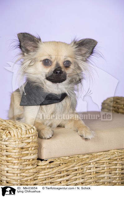 liegender Chihuahua / lying Chihuahua / NN-03654