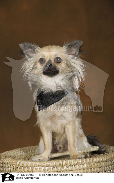 sitzender Chihuahua / sitting Chihuahua / NN-03659