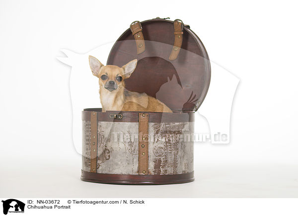 Chihuahua Portrait / NN-03672