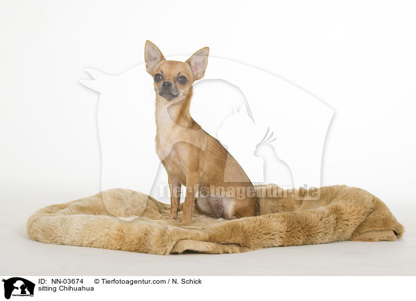 sitting Chihuahua / NN-03674