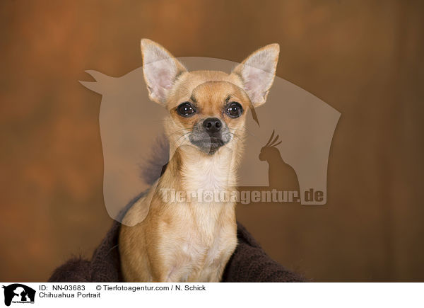 Chihuahua Portrait / NN-03683