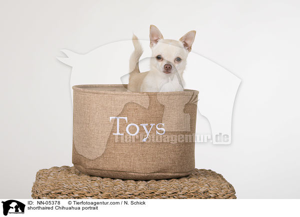 shorthaired Chihuahua portrait / NN-05378