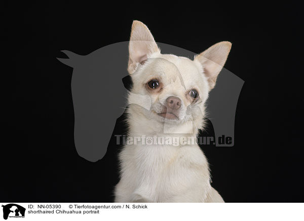 shorthaired Chihuahua portrait / NN-05390