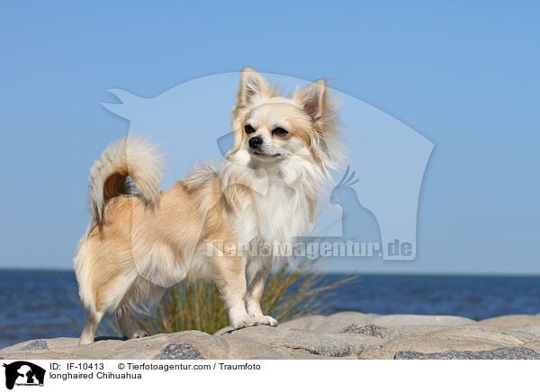 longhaired Chihuahua / IF-10413