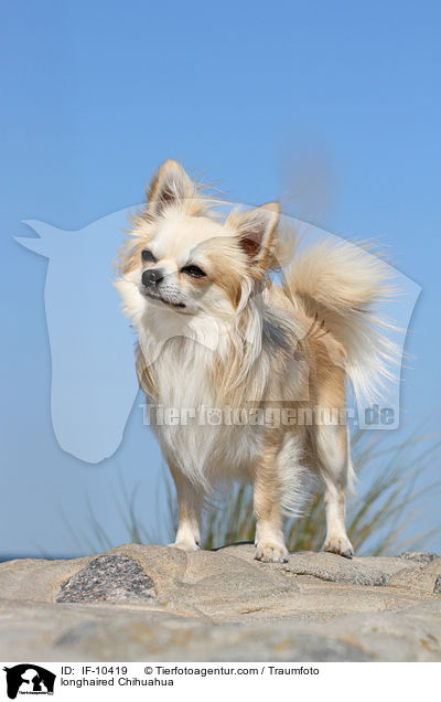 longhaired Chihuahua / IF-10419